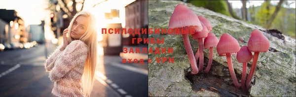 прущие грибы Новозыбков